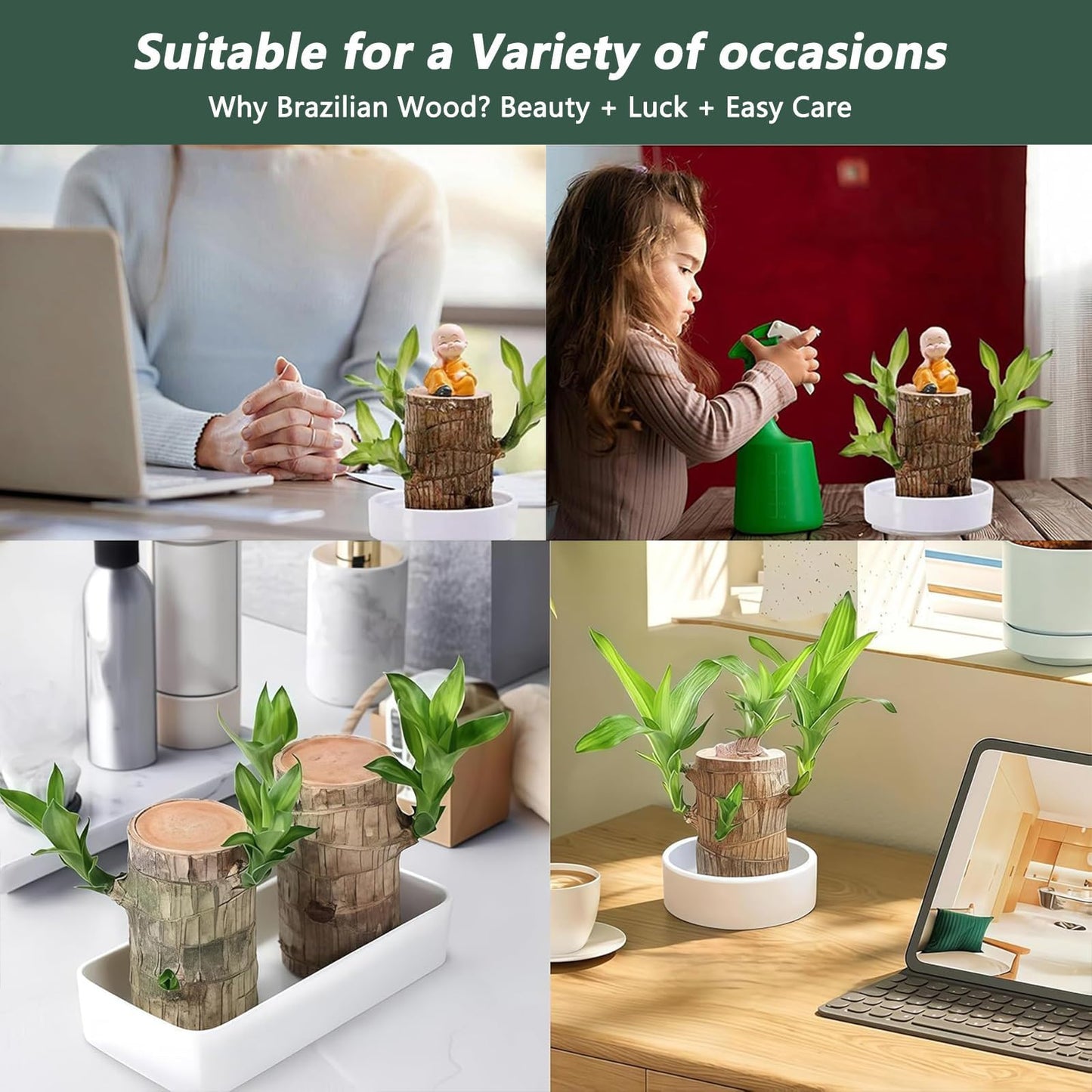 Brazilian Lucky Wood Plant,Brazilian Wood Doesn't Need to Wait to Sprout, Natural Air Cleaner, Suitable for Home Office Desk Decor (Blue)