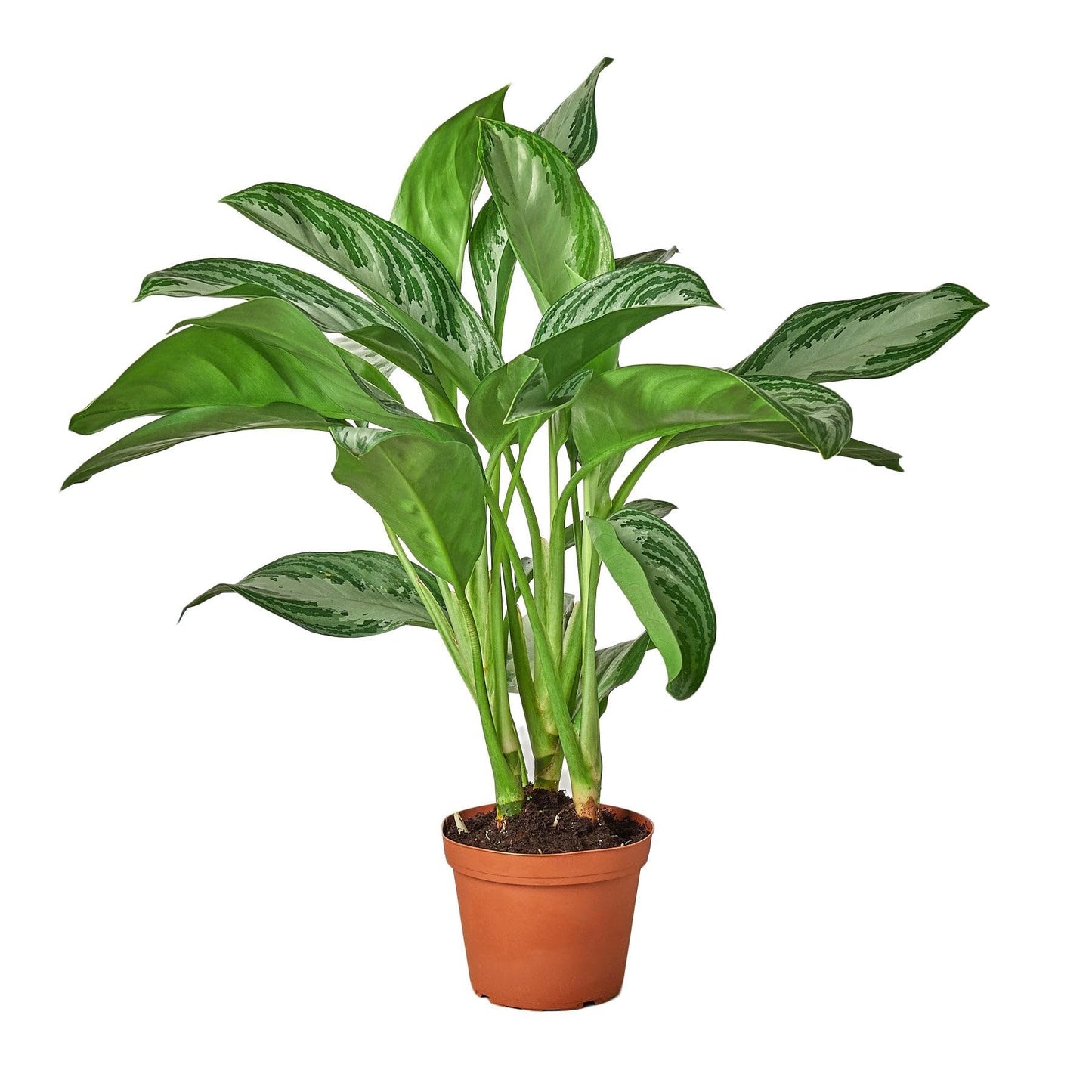 Chinese Evergreen 'Silver Bay' in 6in Pot - Live Plants Tropical Houseplants | Variegated | USA Growers | The Snobby Leaf