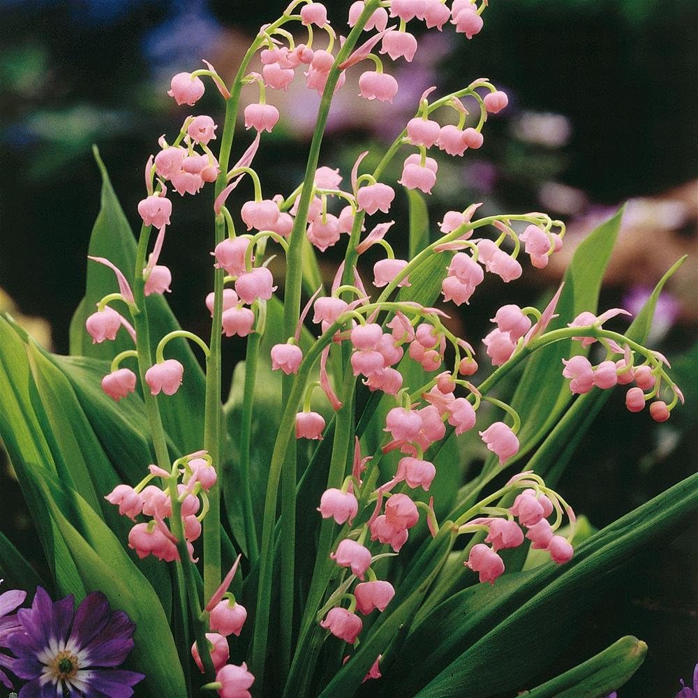 Votaniki Pink Lily of The Valley Bare Root - Hardy Perennial, Bell Shaped & Fragrant Flowers | Spring Flowers, Convallaria Majalis VAR. 'Rosea', Easy to Grow (4 Pack)
