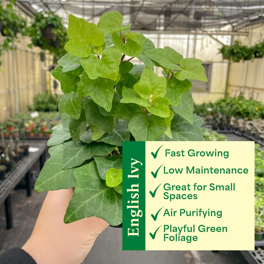 Live Green English Ivy Plant, Hedera Helix, Vining Plant, Live Indoor Plant, 4" Diameter Pot