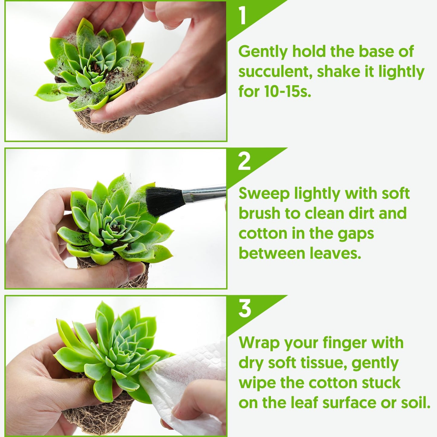Sprout N Green Shark's Tooth, Live Crassula corymbulosa Succulent in 4" Pot with Soil Mix, Rare House Plant for Home Office Wedding Indoor Outdoor Decoration, DIY Projects, Party Favor, Pet Friendly