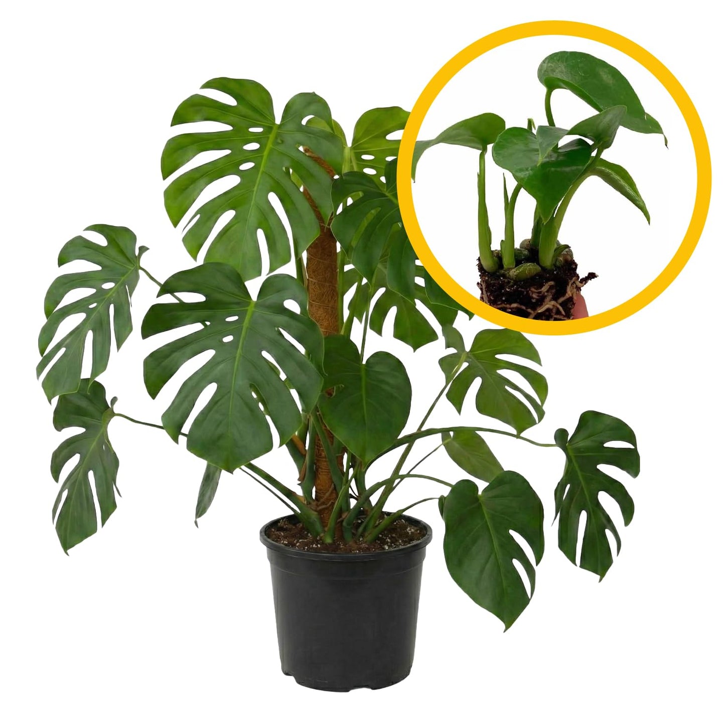 ragnaroc Monstera Deliciosa 2-4" 4ct – Live Plant for Indoor Outdoor Use, Garden & Landscaping – Live Arrival Guaranteed