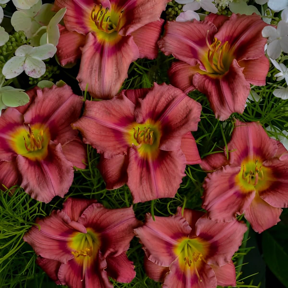 Votaniki Hemerocallis 'Rosey Returns Daylily' - Long Blooming, Perennial Daylily Bare Root for Plant | Perfect Addition to Any Garden - Easy to Gow and Low Maintenance (8 Pack)