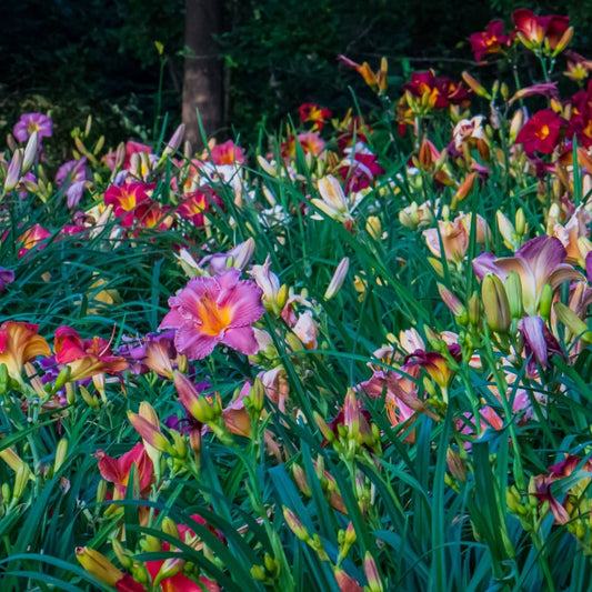 24 Pack - Daylilies by The Dozen, Easy to Grow, Growers Choice (24 Bareroots)