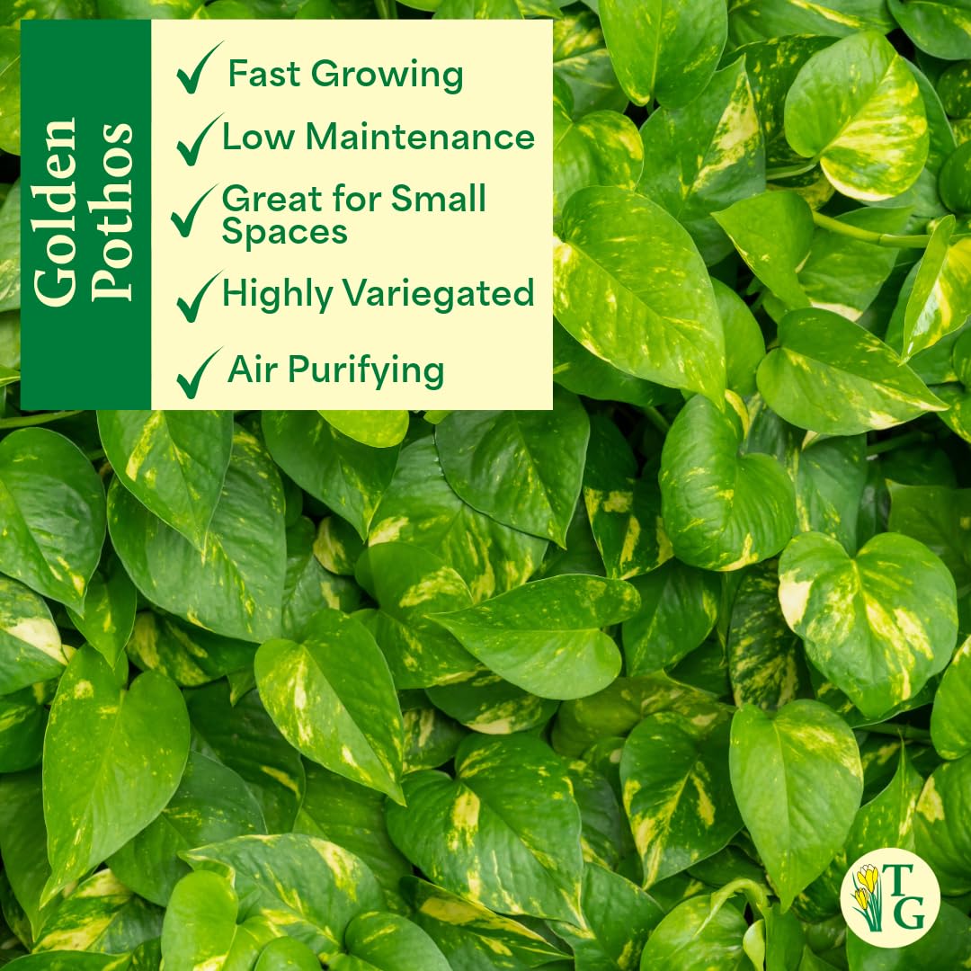 Thorsen's Greenhouse Golden Pothos, Live Indoor Vining Plant, Easy to Grow, Variegated Houseplant, Natural Air Purifier (Copper, 4-inch Pot)