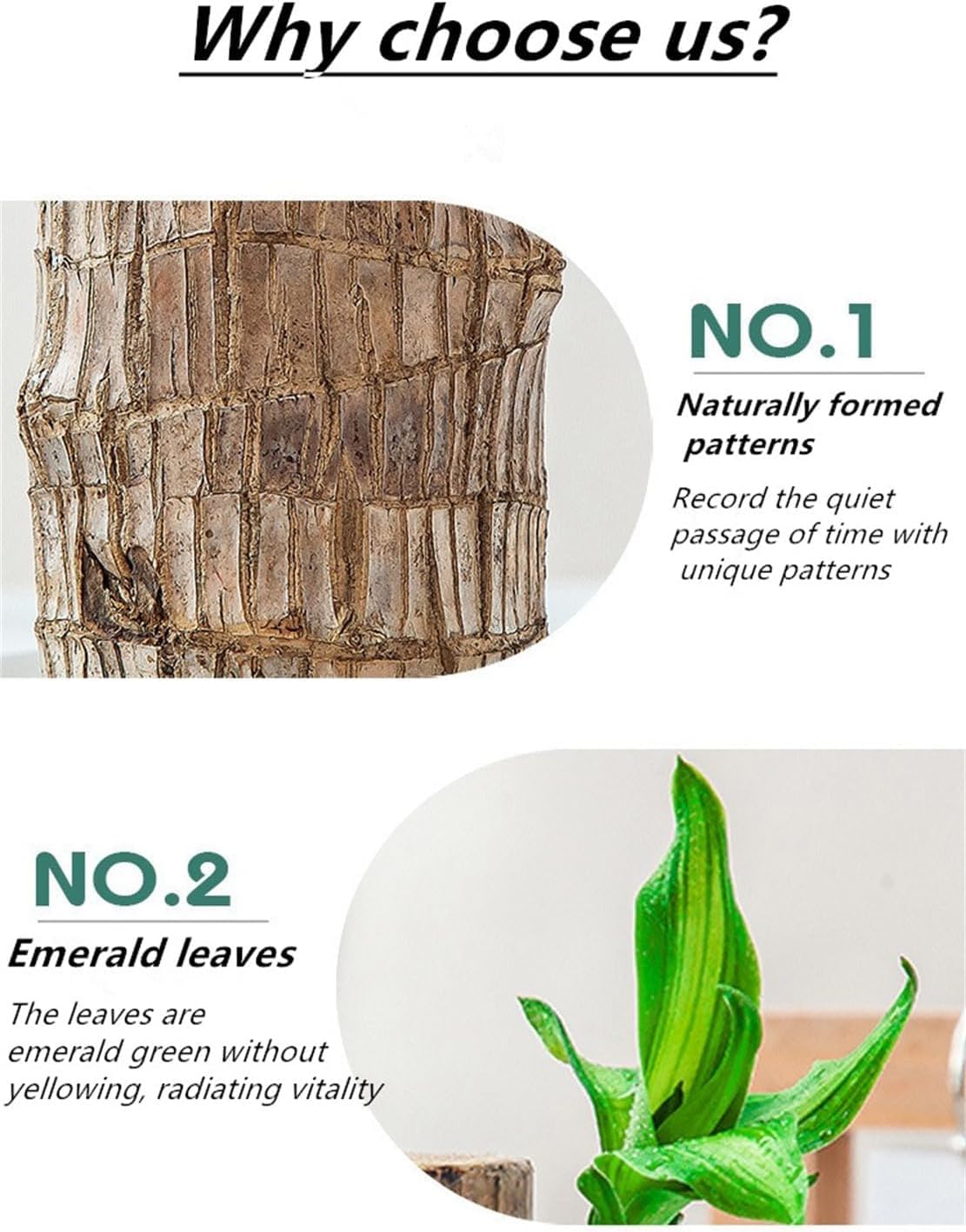 Brazilian Lucky Wood，Easy to Maintain and Purify the Air Brazilian Wood，Suitable for Living Rooms, Kitchens, Bedrooms, Desks, and Outdoor Gardens (2C)
