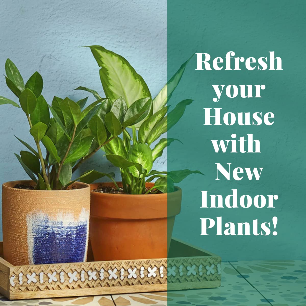 House Plant Shop | Peperomia 'Thailand' - 3" Pot | Live Indoor Plant | Free Care Guide