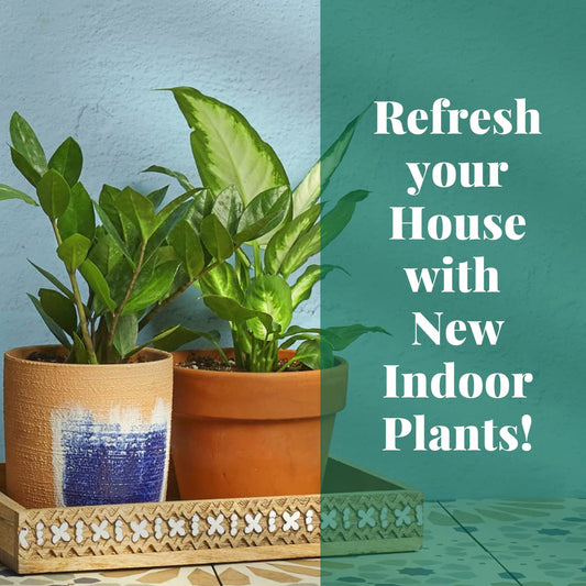 HOUSE PLANT SHOP | Calathea Rattlesnake 'Kokedama Beads' - 4" Pot | Live Indoor Plant | Easy to Care | Natural Décor Plant | Great Gifts | Free Care Guide