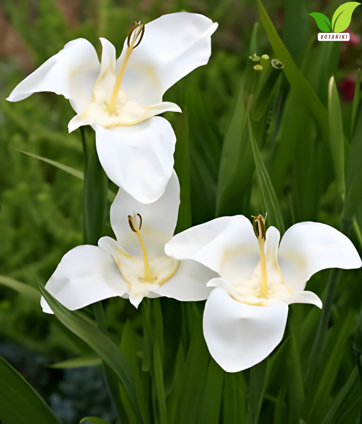 Votaniki Tigridia Pavonia Alba Immaculata Bulbs White Mexican Shell Flower Summer Bloom Garden Plants Cut Flower Use Sun to Part Sun Outdoor Planting (Pack of 50)