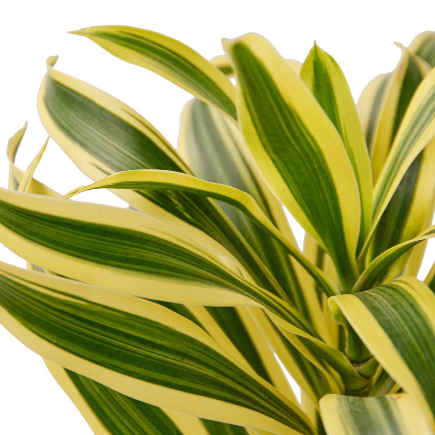 9 Pack Dracaena 'Song of India' in 6in Pot - Live Plants Tropical Houseplants | Variegated | USA Growers | The Snobby Leaf