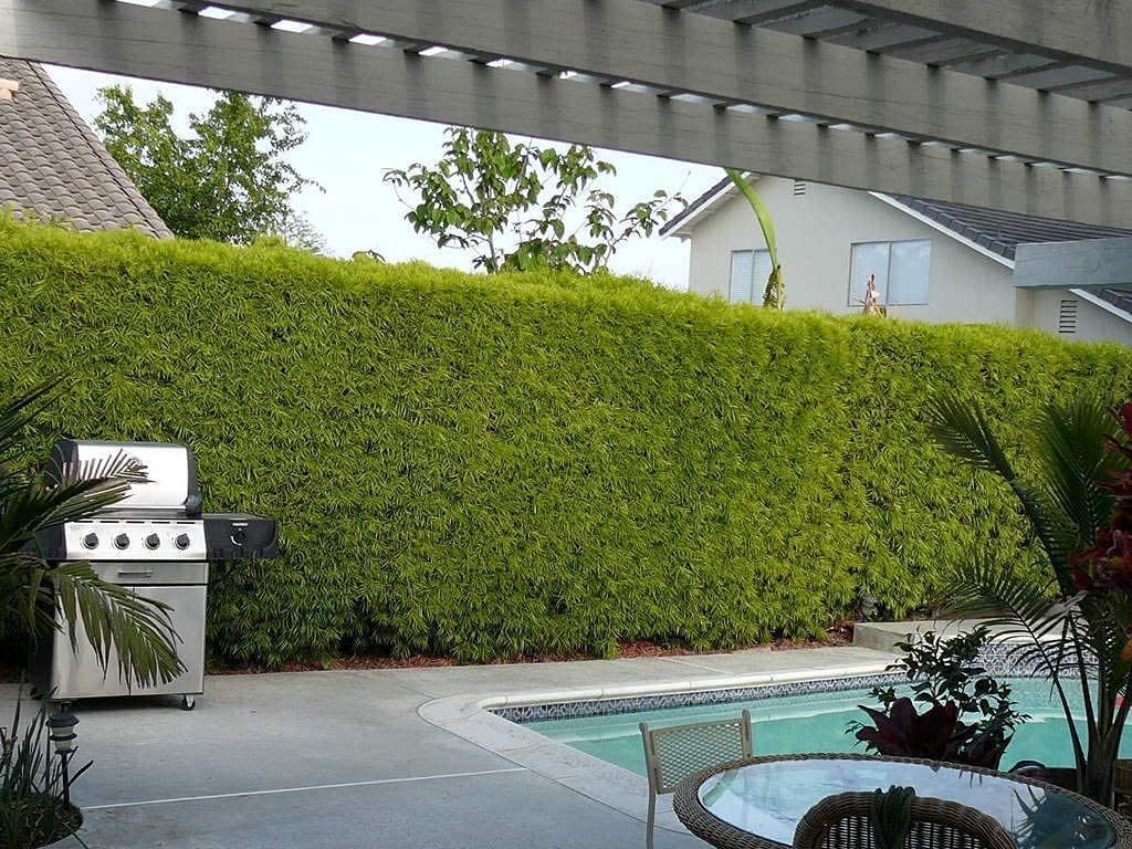 Podocarpus Macrophyllus | 12 Live 4 Inch Pots | Japanese Yew | Low Maintenance Evergreen Privacy Hedge Plants