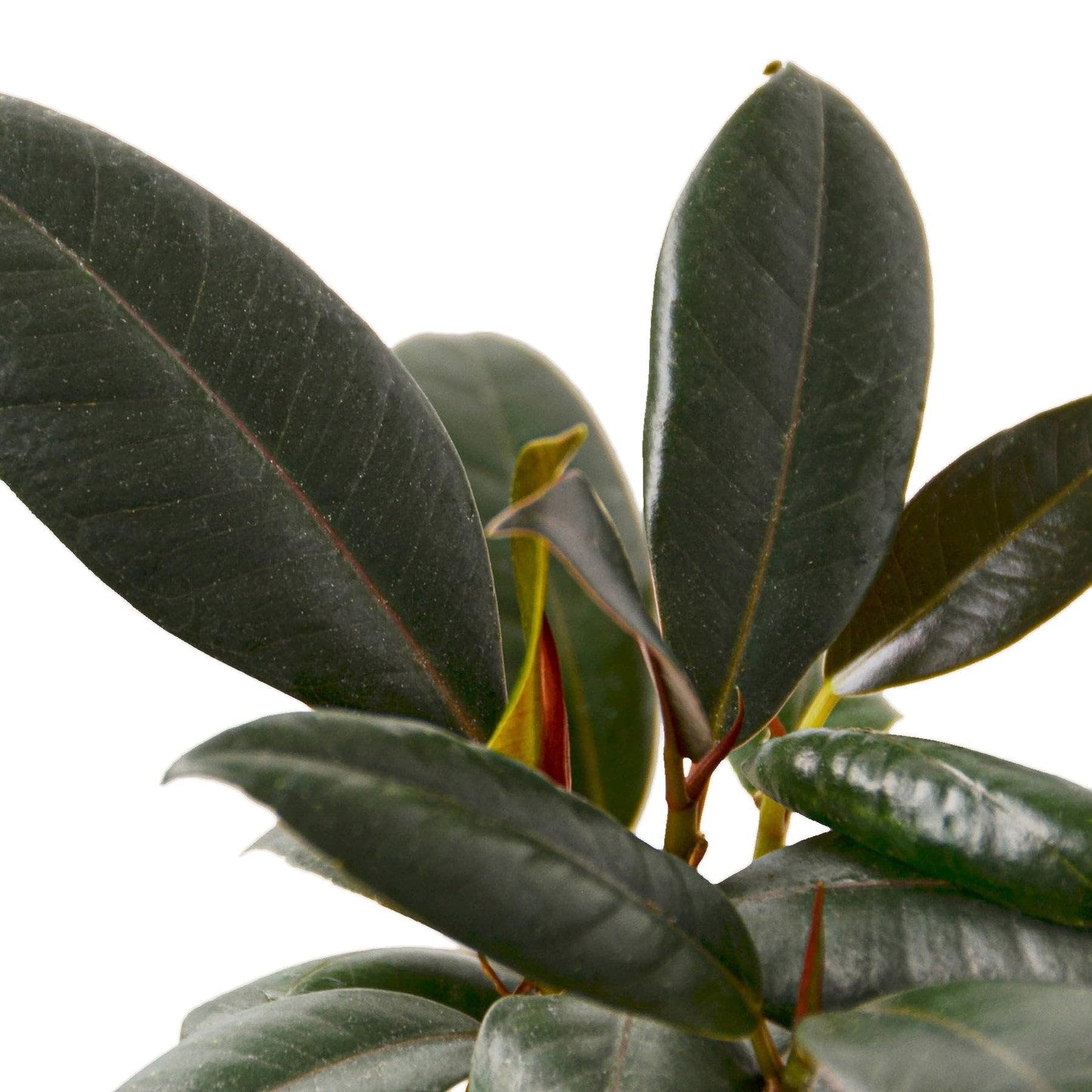 Ficus Elastica 'Burgundy' in 4in Pot - Live Plants Tropical Houseplants | Variegated | USA Growers | The Snobby Leaf