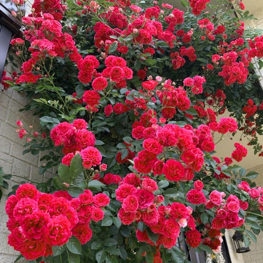 Hot Pink Climbing Rose Live Plant, Fragrant Rose Bush Ready to Plants, Zone 5 to 9, Size 3 to 7 Inches and Bare Root