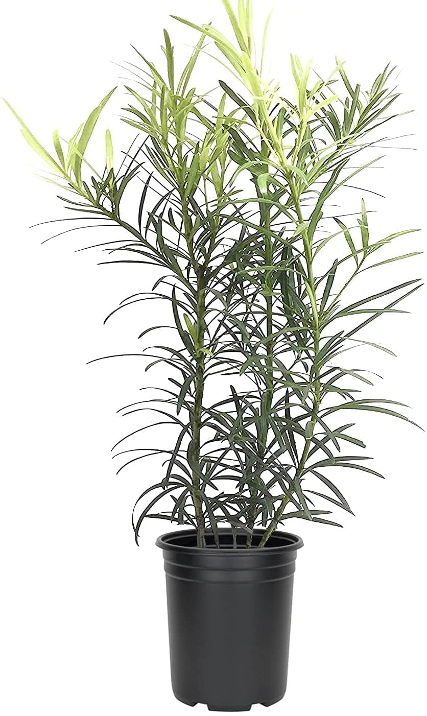 Podocarpus Macrophyllus | 3 Live 4 Inch Pots | Japanese Yew | Low Maintenance Evergreen Privacy Hedge Plants