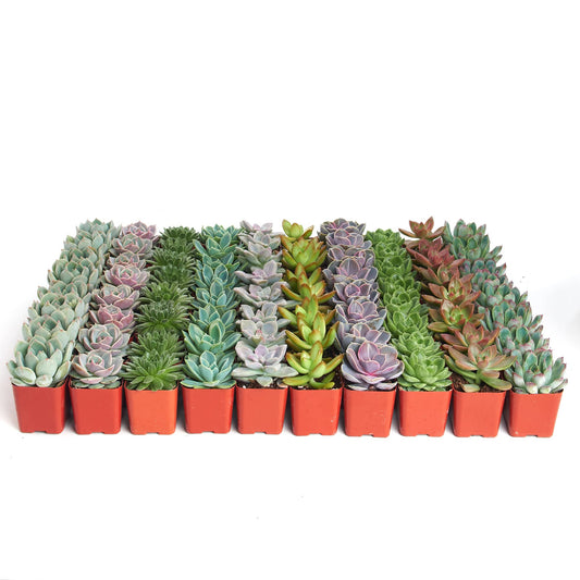 Shop Succulents Rosette Succulent Plant Pack Bulk Collection, Live Mini Succulent Plants, Low Maintenance, Floral Shaped Mix of Colors & Textures - Wedding and Party Favors, Gift & Garden, Pack of 128