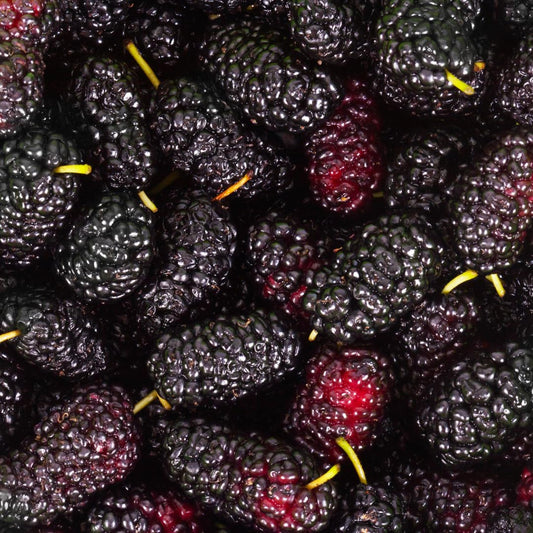 Dwarf Mulberry Tree Live Plant, Hardy Well Rooted 4-8'' Tall, Mulberry Fruit Tree for Indoor Outdoor Spring Planting Mulberries