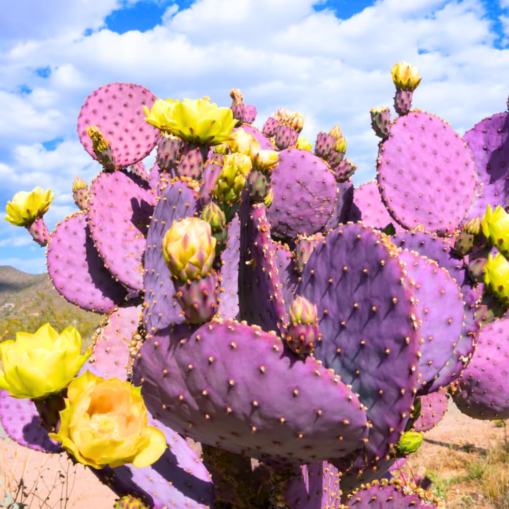 Purple Prickly Pear Cactus Plant Live Potted, 3-5 Inch Tall, Prickly Cactus Live Plant Indoor Outdoor