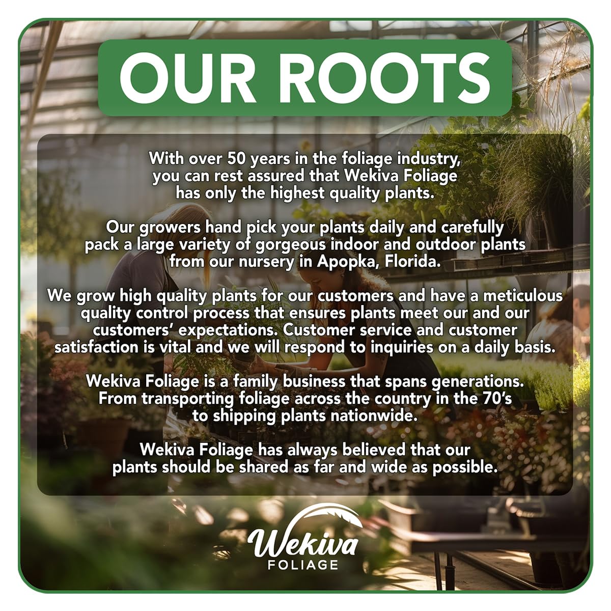 Dieffenbachia Cougar - Dumb Cane - Leopard Lily - Live Plant in a 4 Inch Growers Pot - Rare and Elegant Indoor Houseplant