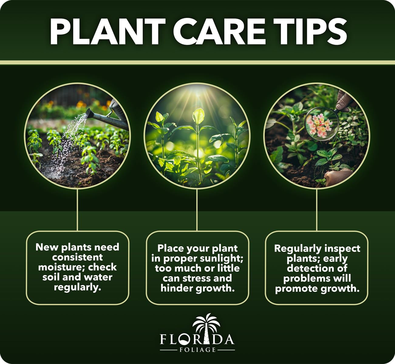 Buddleia Davidii Butterfly Bush Baby Buzz Lipstick Pink | 3 Live Plants | Fast Growing, Fragrant Blooms, Attracts Pollinators, Drought Tolerant, Low Maintenance, Long Blooming Season