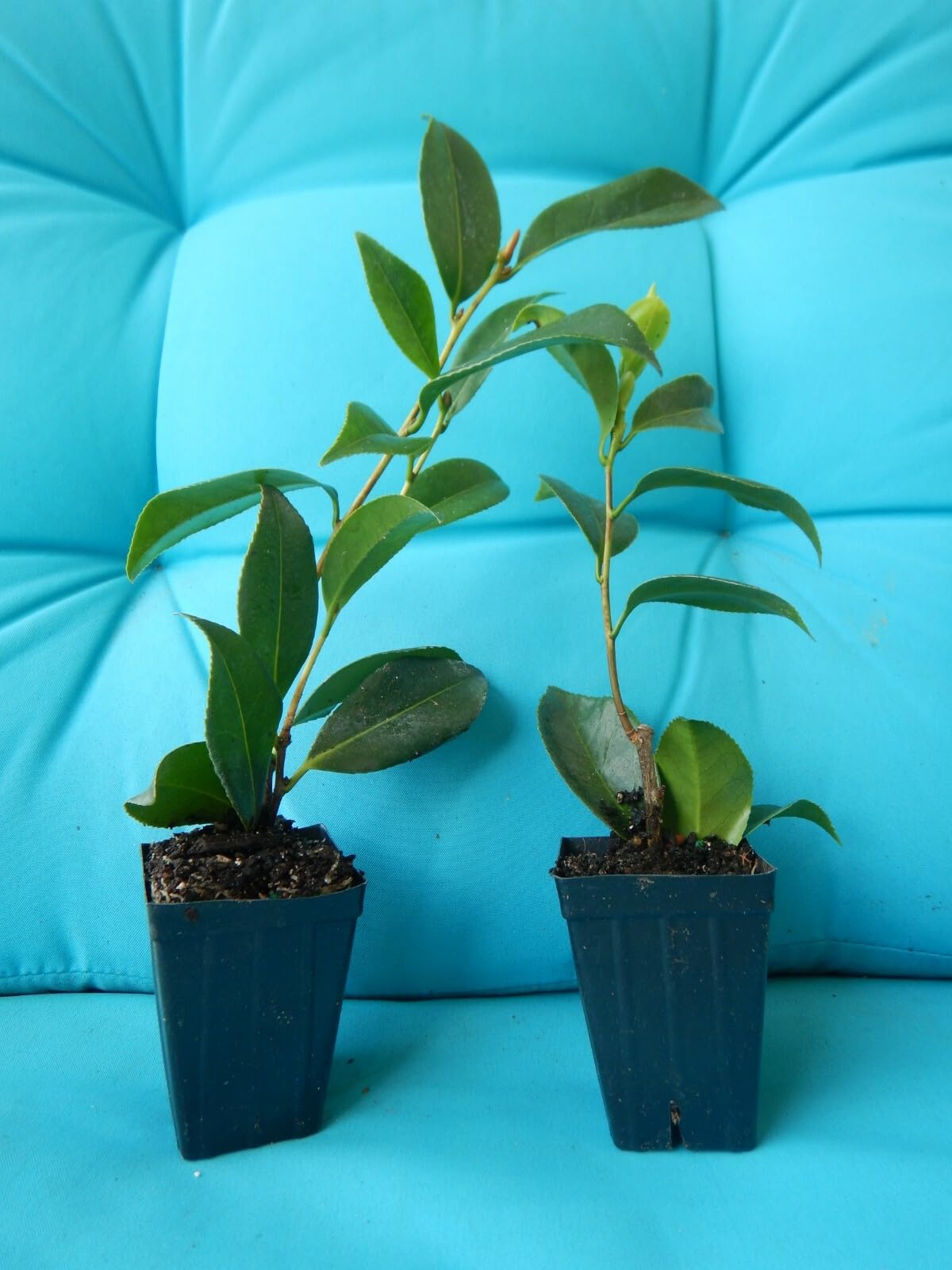 Live Plant - Tom Knudsenunique Bloom Camellia Japonica-Live Starter Plant