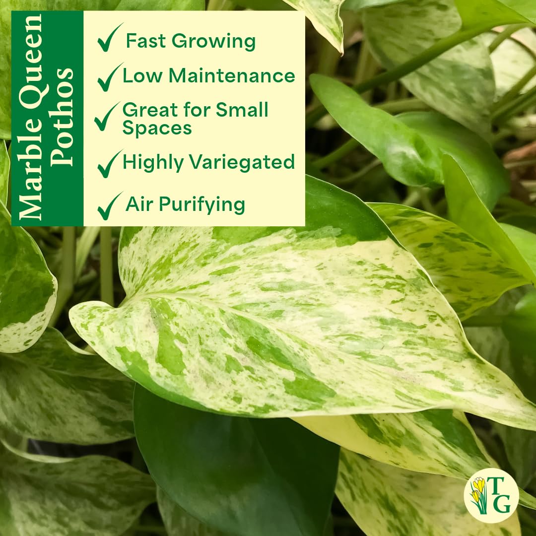 Thorsen's Greenhouse Marble Queen Pothos, Live Indoor Plant, Easy to Grow, Rare Variegated Houseplant, Natural Air Purifier, 6-inch Diameter Pot (Sage)