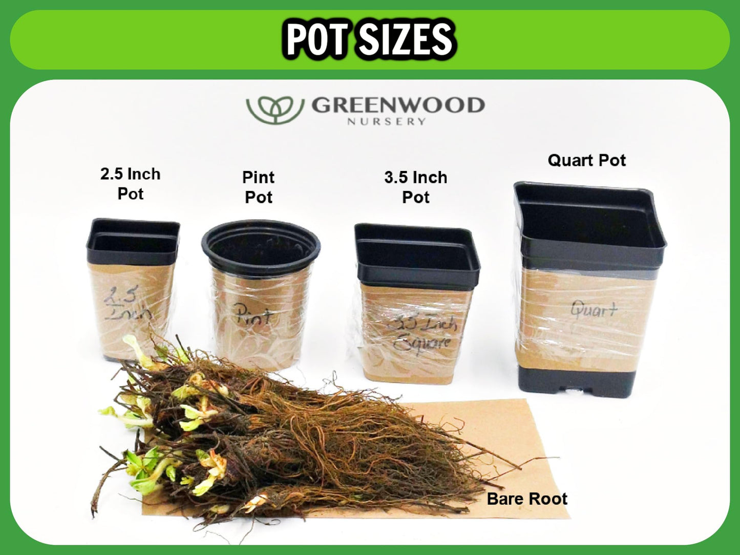 Greenwood Nursery: Live Shrub Plants - 'Grand Cascade' Butterfly Bush + Buddleja/Buddleia Davidii - [Qty: 1x Pint Pot] - (Click for Other Available Plants/Quantities)