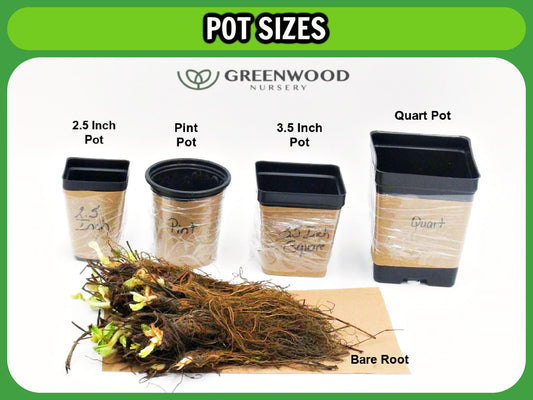 Greenwood Nursery: Live Perennial Plants - Dicentra Gold Heart + Lamprocapnos Spectabilis - [Qty: 3X Pint Pots] - (Click for Other Available Plants/Quantities)