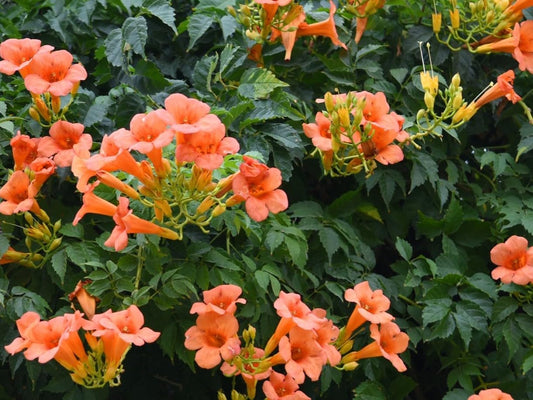 Greenwood Nursery: Live Perennial Plants - Orange Trumpet Creeper Vine + Campsis Radicans - [Qty: 1x Pint Pot] - (Click for Other Available Plants/Quantities)