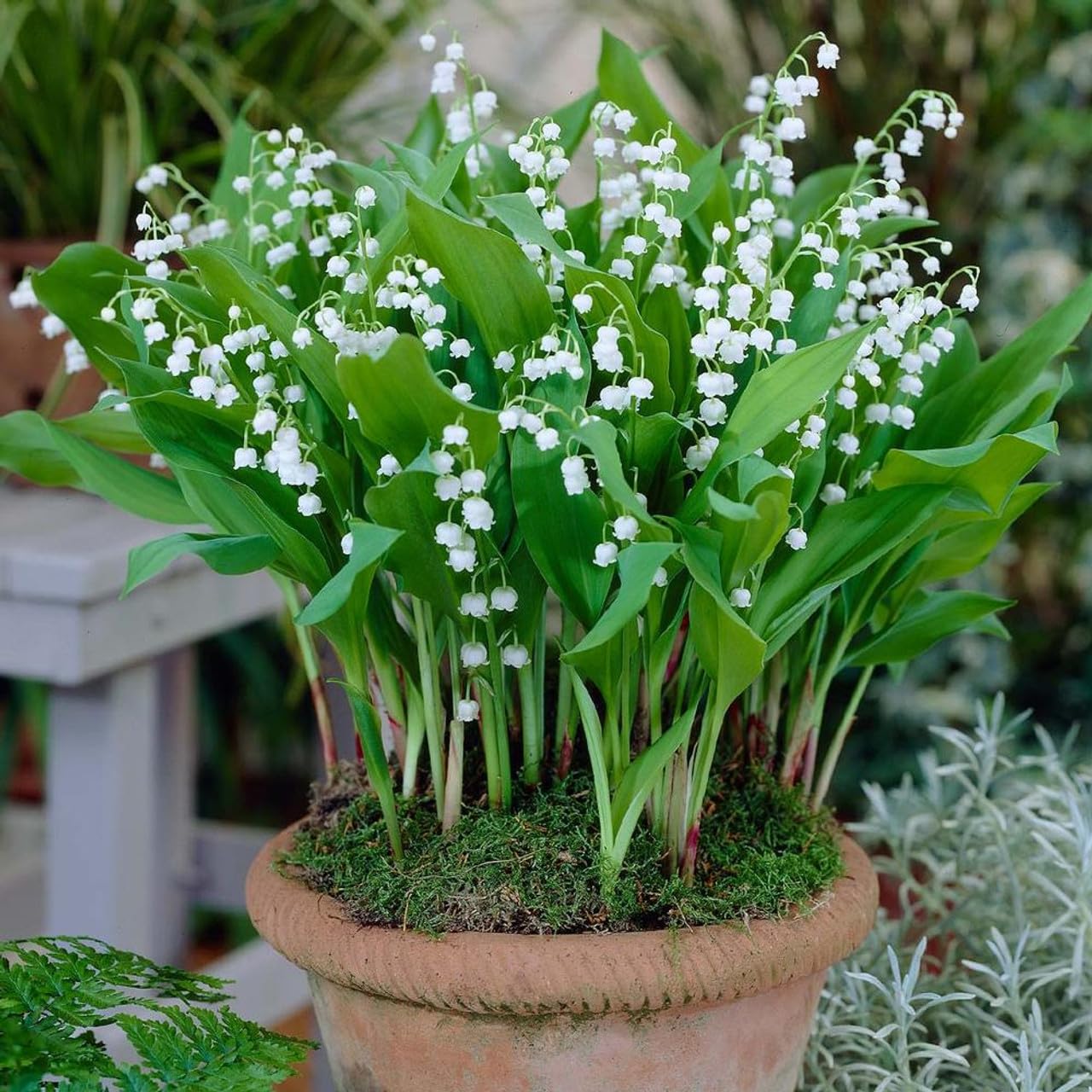 Votaniki White Lily of The Valley - Fragrant, Long Lasting Blooms, Perennial (Convallaria Majalis) Lily of The Valley Bare Root for Planting | Spring Flower, Perfect for Outdoor & Indoor (5 Pack)
