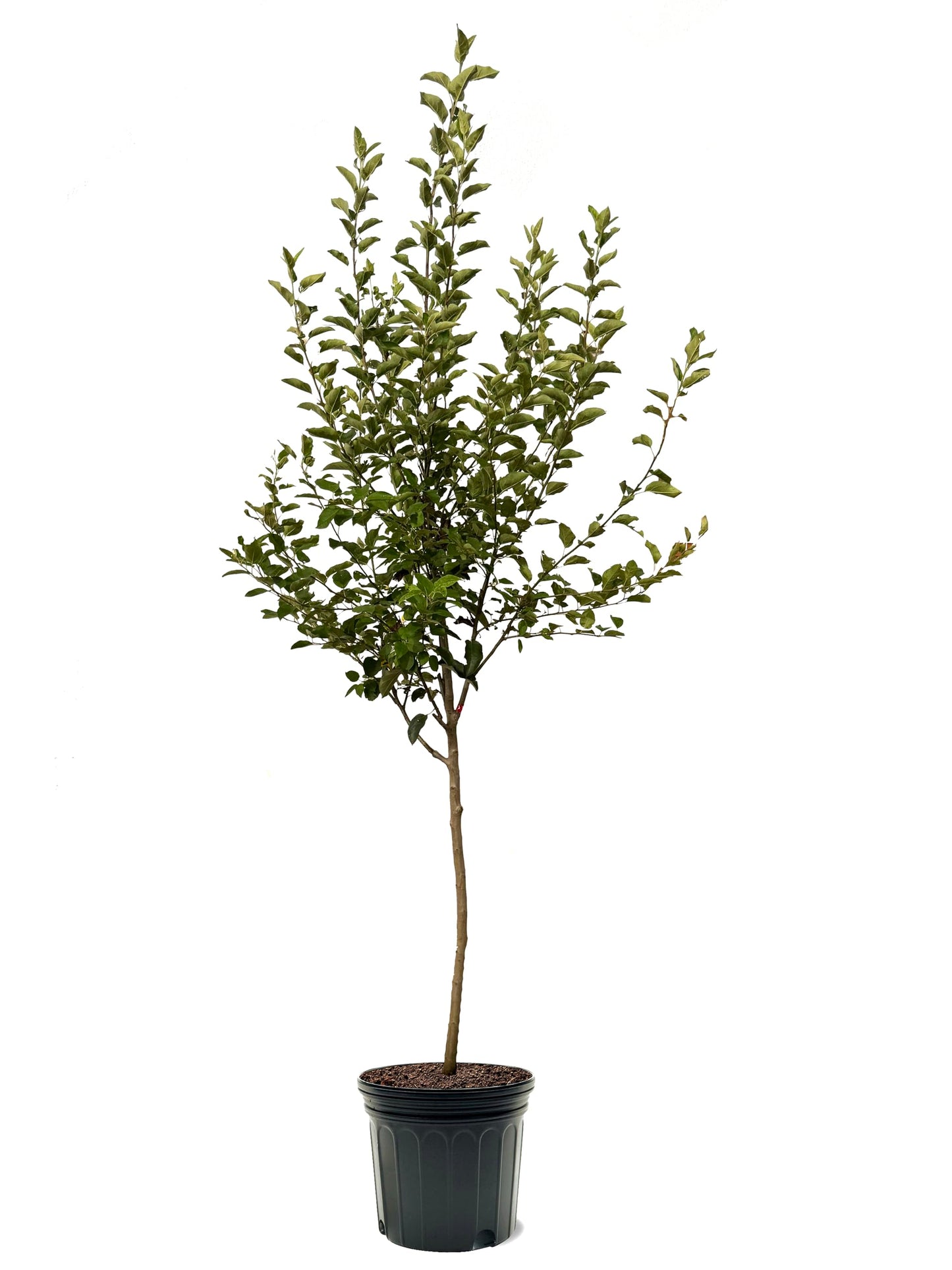 American Plant Exchange Apple Tree 'Braeburn' – Live Fruit-Bearing Plant, 7-Gallon Pot, Cold-Hardy, Crisp Sweet-Tart Red Harvest for Orchards, Backyard Gardens & Edible Landscapes