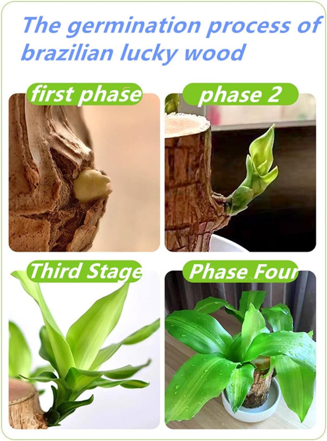 Brazilian Lucky Wood，Easy to Maintain and Purify the Air Brazilian Wood，Suitable for Living Rooms, Kitchens, Bedrooms, Desks, and Outdoor Gardens (2A)