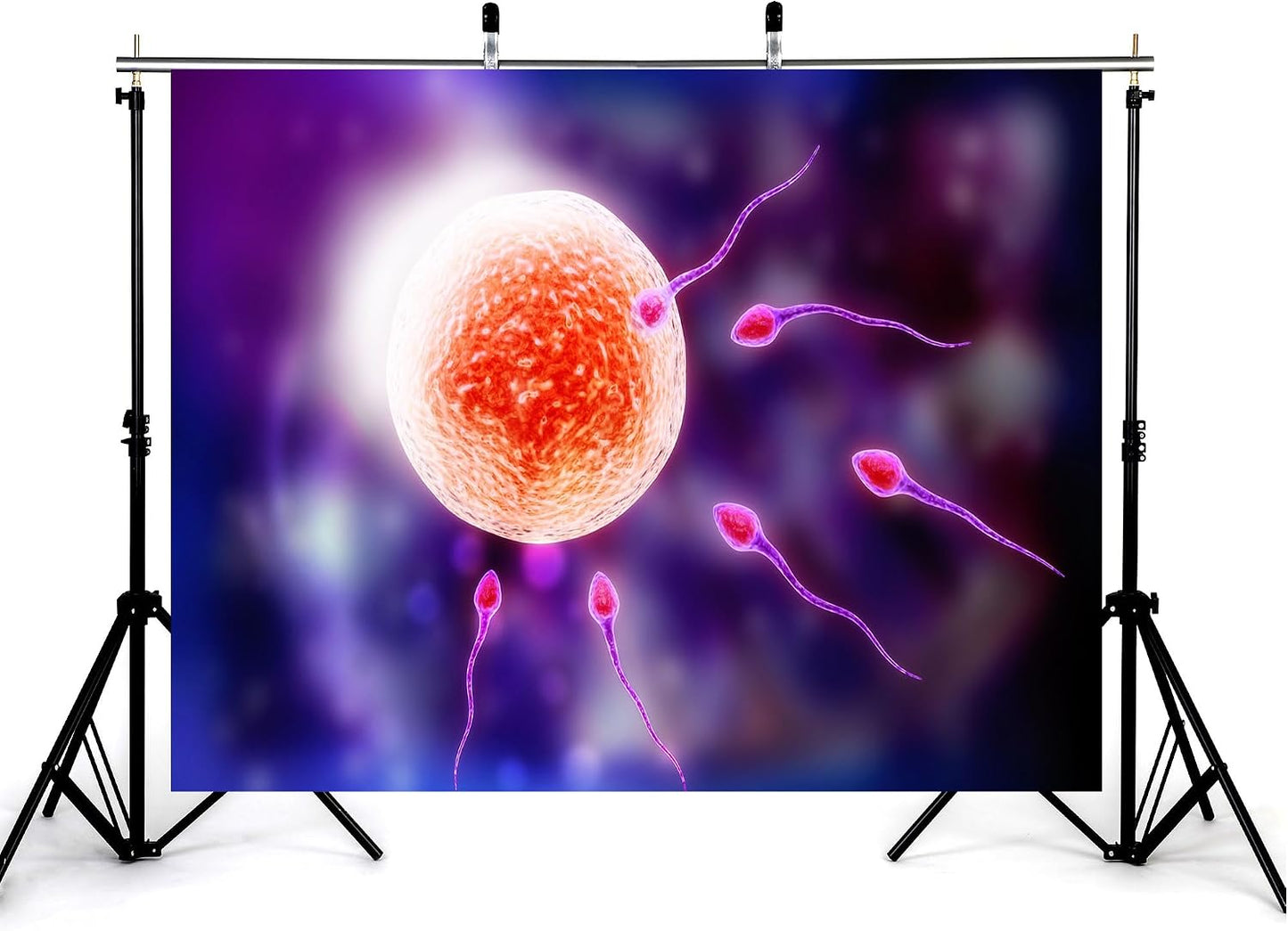 KeyWork 5x3ft Human Fertilization Illustration Backdrop Reproductive Science Photography Background for Health Fair