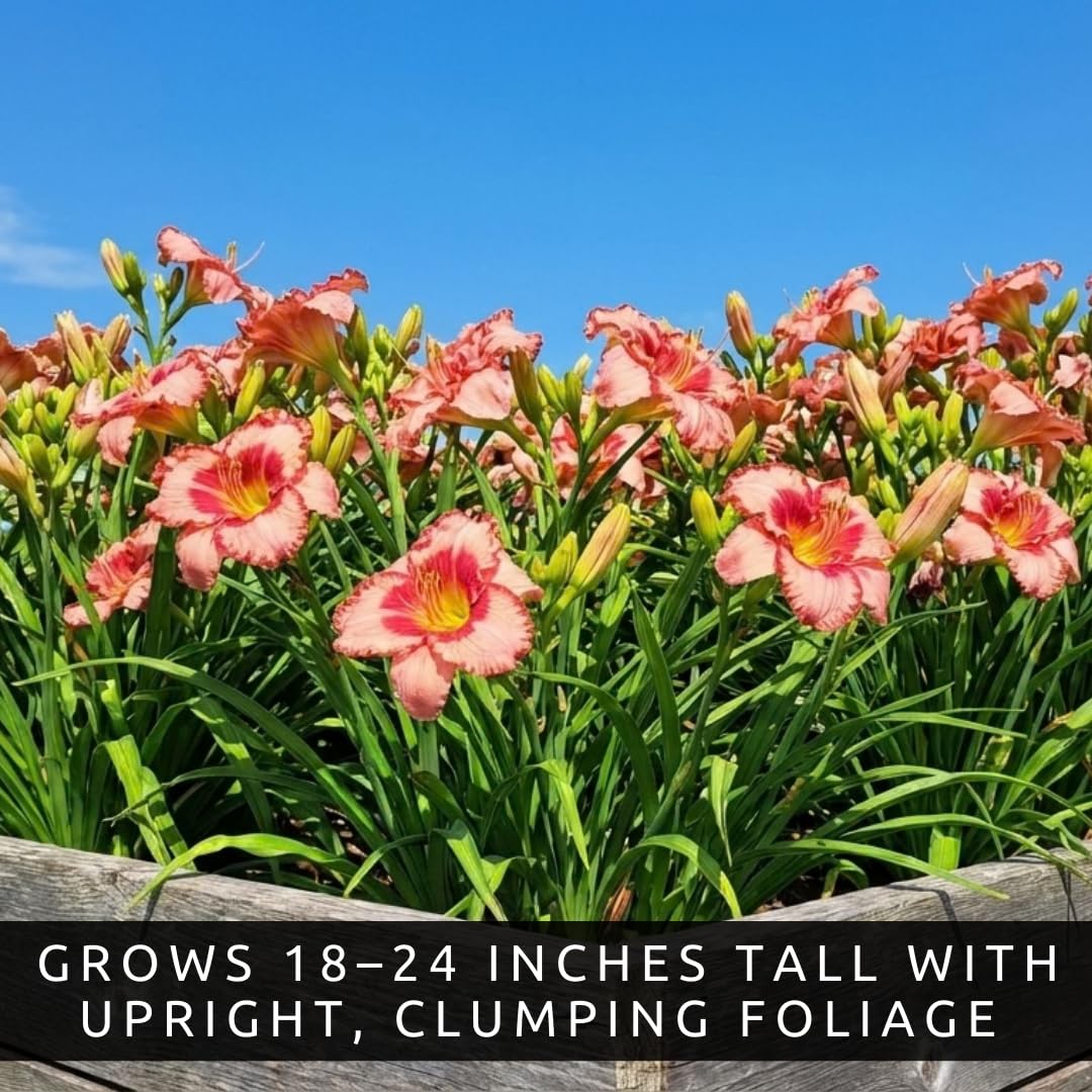 Lipstick and Lies Daylily Bulbs for Planting – Pink and Red Bi-Color Hemerocallis Perennial Flower – Hardy Summer Blooming Garden Lily – Easy Care Outdoor Flower Bulbs (1 Bulb)