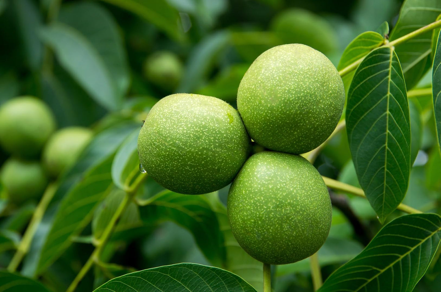 Bulk Black Walnut Tree Live Plant | Live Fruit Bearing Tree Seedlings - Make a Walnut Forest, Wood is Highly Valued, 30 Years to Harvest (5 Black Walnut Seedlings)
