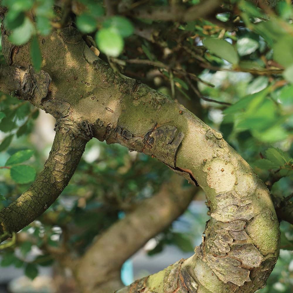 Brussel's Live Chinese Elm Outdoor Bonsai Tree - 15 Years Old; 14" to 18" Tall with Decorative Container