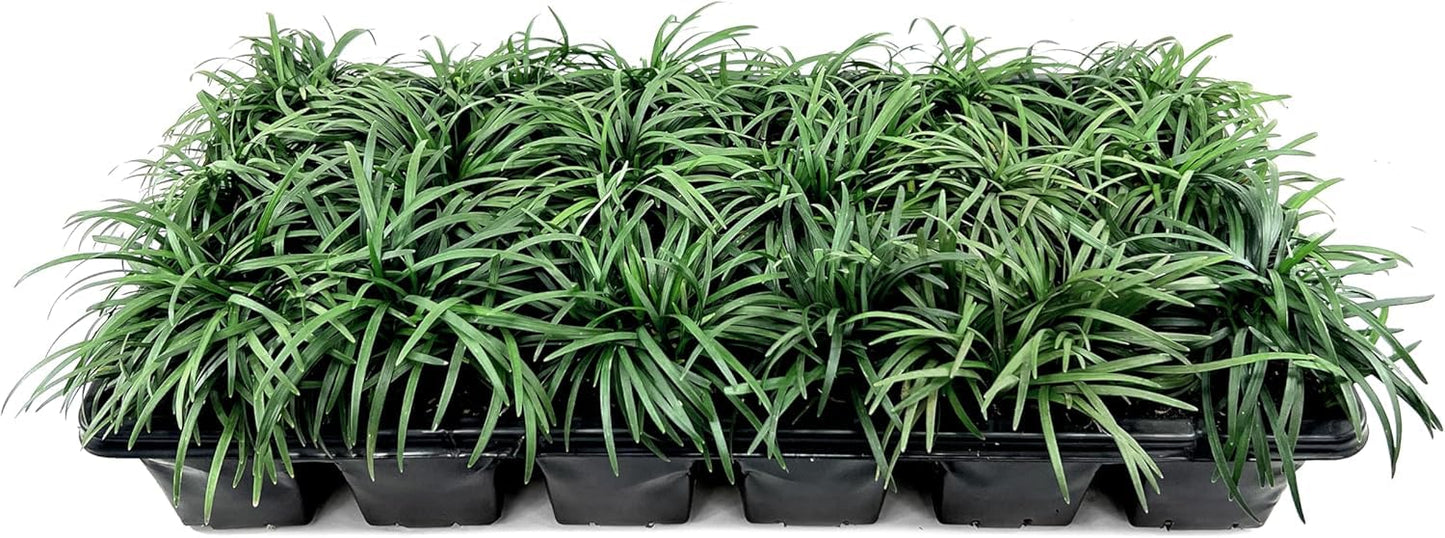 Dwarf Mondo Grass | 10 Large 4 Inch Pots | Ophiopogon Japonicus Nanus | Live Evergreen Shade Loving Groundcover