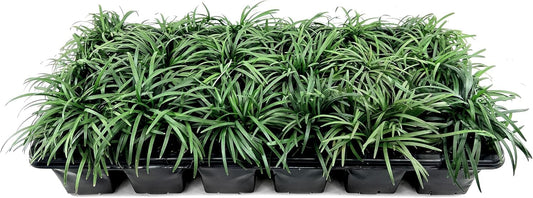 Dwarf Mondo Grass | 10 Large 4 Inch Pots | Ophiopogon Japonicus Nanus | Live Evergreen Shade Loving Groundcover