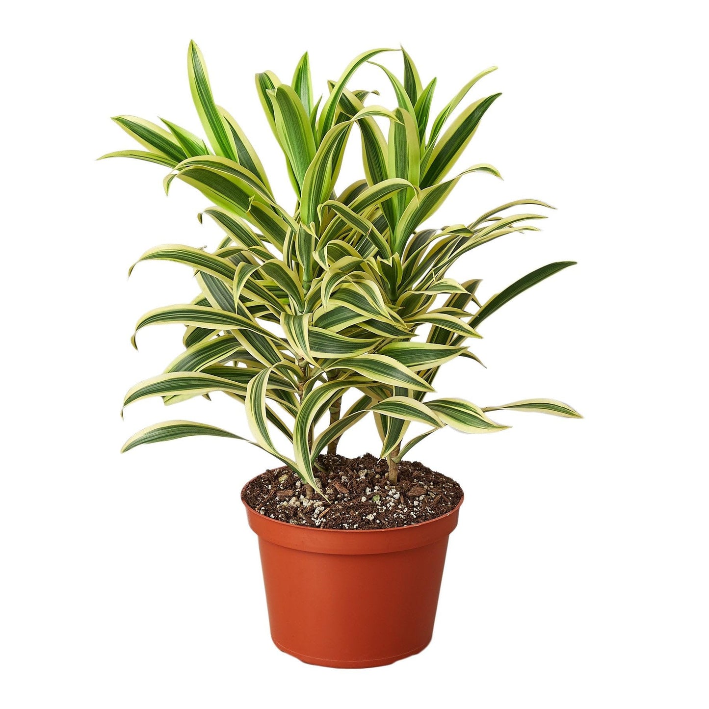 9 Pack Dracaena 'Song of India' in 6in Pot - Live Plants Tropical Houseplants | Variegated | USA Growers | The Snobby Leaf