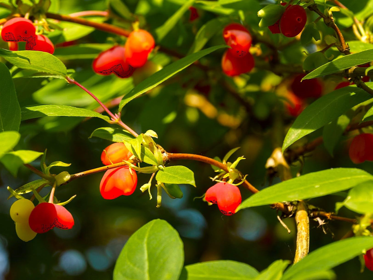 Greenwood Nursery: Live Shrub Plants - Winter Honeysuckle + Lonicera Fragrantissima - [Qty: 5X 3.5 Pots] - (Click for Other Available Plants/Quantities)