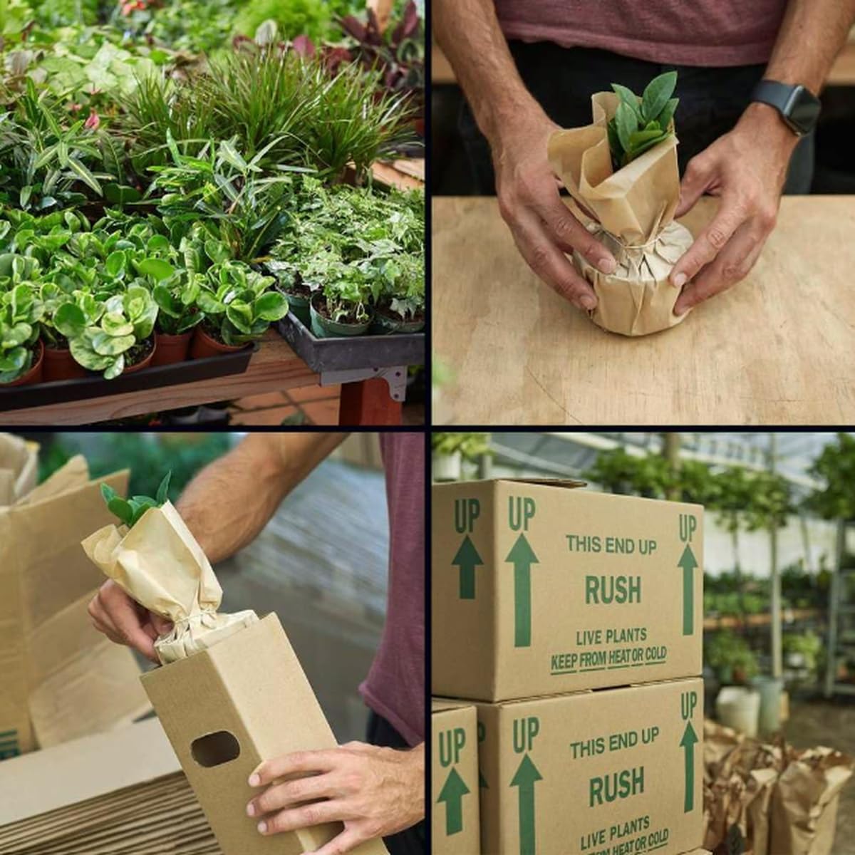 Fatsia Spider's Web | Live Plant for Indoor & Outdoor | for Living Room, Office, Bathroom | (6" Pot)