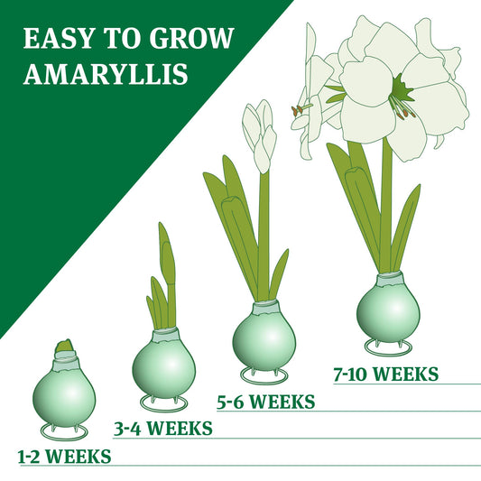 Purple Base Waxed Amaryllis Flower Bulb with Stand, No Water Needed, Real Live Spring Flowers