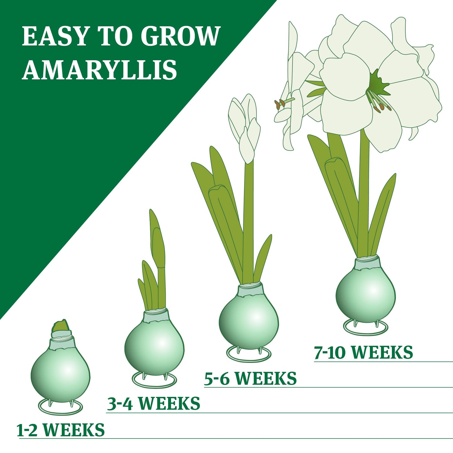 Pink Cloud Waxed Amaryllis Flower Bulb with Stand, Grow Real Blooming Indoor Spring Flowers, No Water Needed