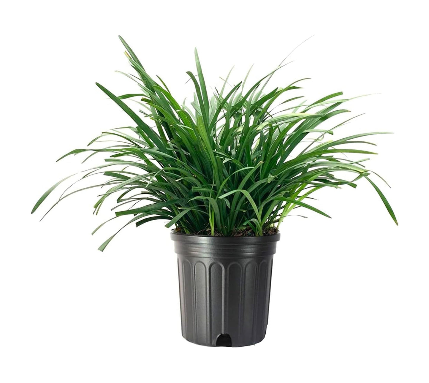 Liriope Big Blue | 1 Large Trade Gallon Size Plant | Liriope muscari | Lavender Blue Flowers | Evergreen Ground Cover for Shade | Landscape Borders for Walkways and Beds