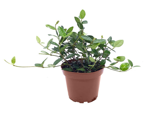 Asiatic Jasmine Minima | 15 Live 4 Inch Plants | Trachelospermum Asiaticum | Ground Cover, Fast Growing, Low Maintenance Evergreen, Cold Hardy, Drought Tolerant, Dense Growth, Landscaping