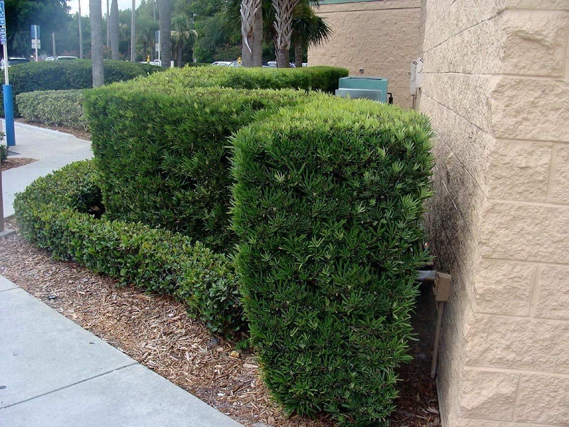 Podocarpus Macrophyllus | 12 Live 4 Inch Pots | Japanese Yew | Low Maintenance Evergreen Privacy Hedge Plants