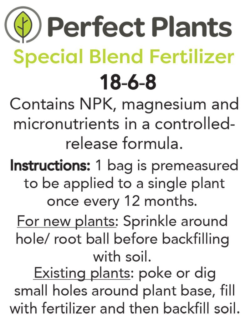 Willow Oak - Size: 4-5 ft, Live Plant, Includes Special Blend Fertilizer & Planting Guide