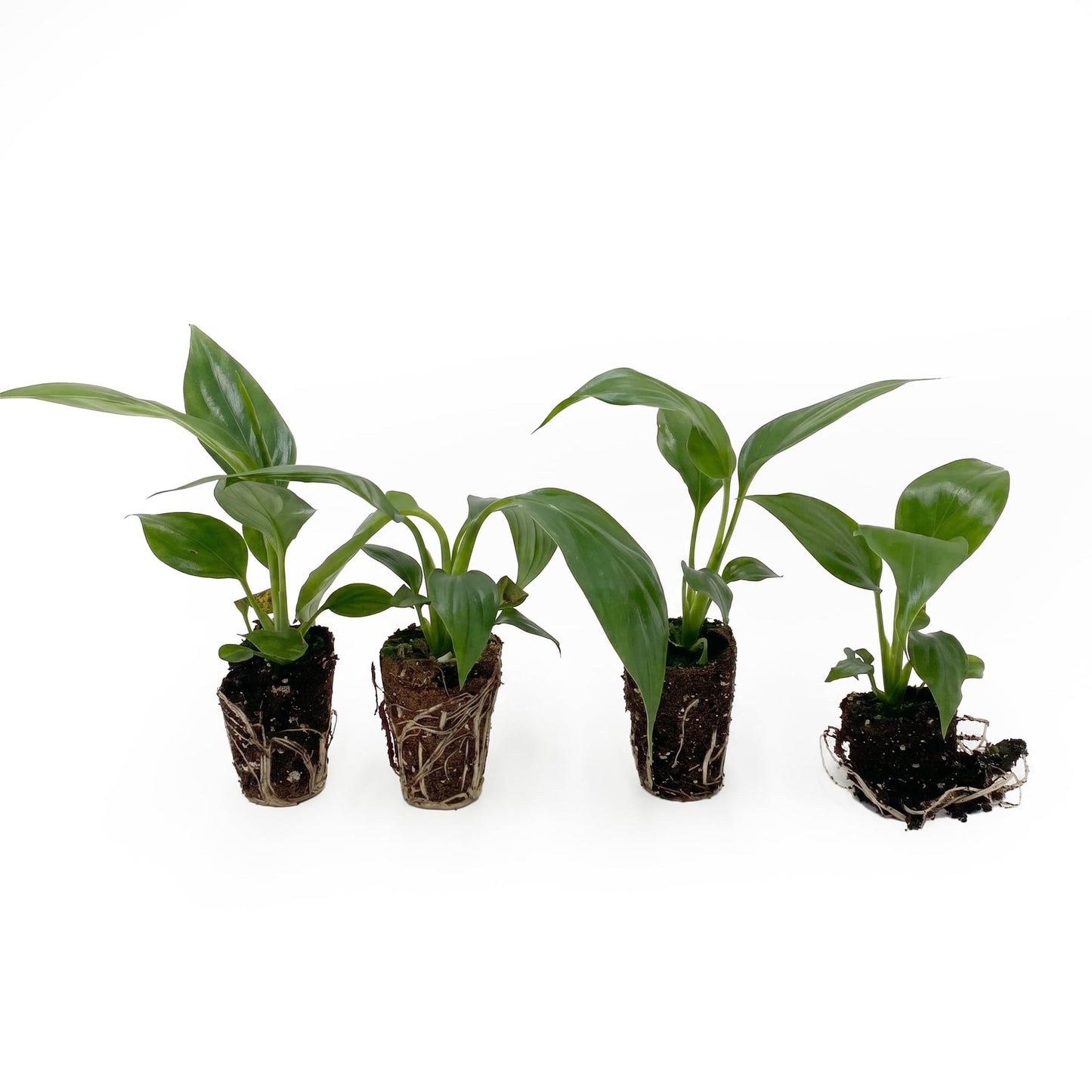 Live Spathiphyllum '7th Heaven' Plant - '7th Heaven Peace Lily' - ragnaroc Tropical Plant 2-8" Tall - 2ct - Live Arrival Guaranteed - House Plants for Home Décor & Gift