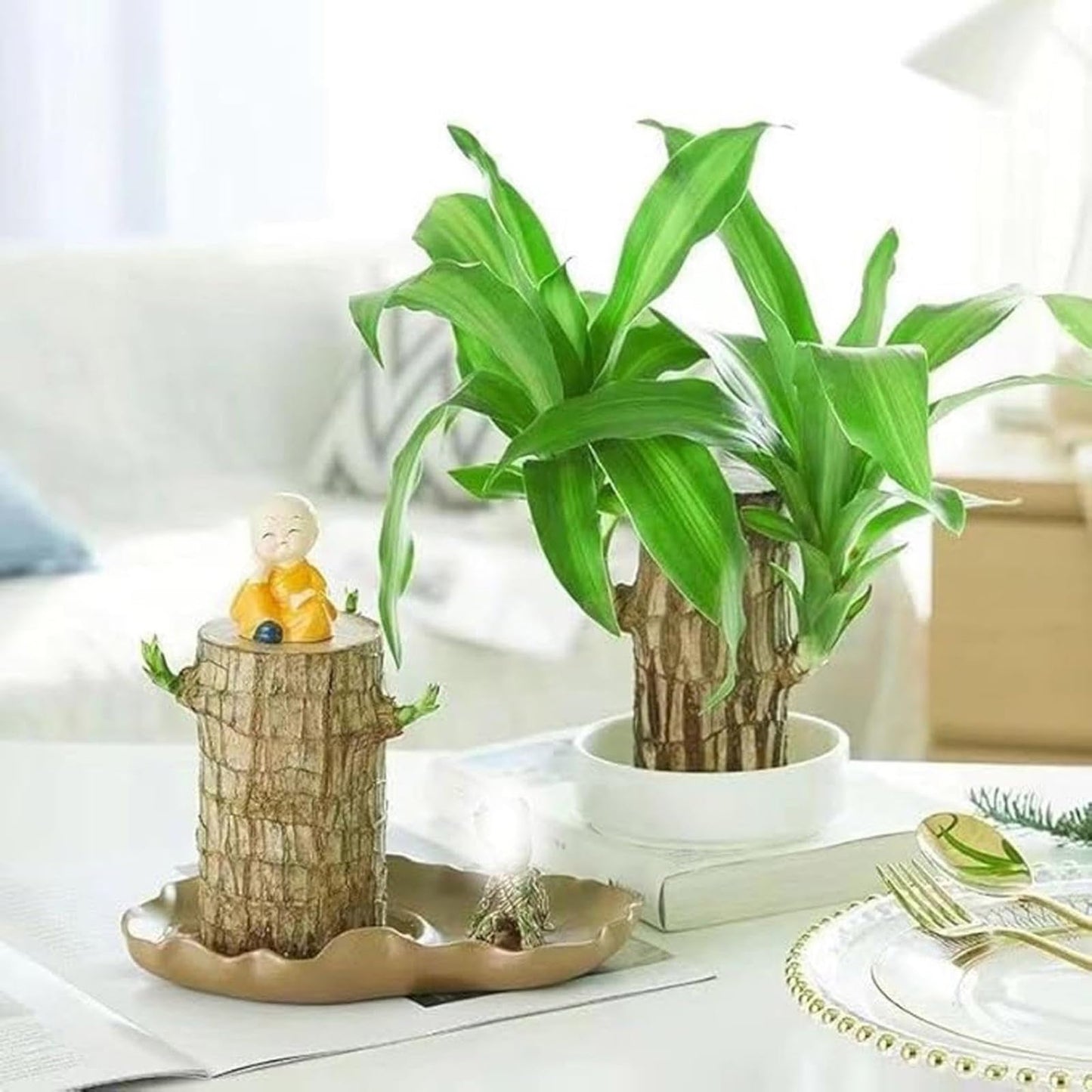 Brazilian Lucky Wood Plant,Brazilian Wood Doesn't Need to Wait to Sprout, Natural Air Cleaner, Suitable for Home Office Desk Decor (Panda)