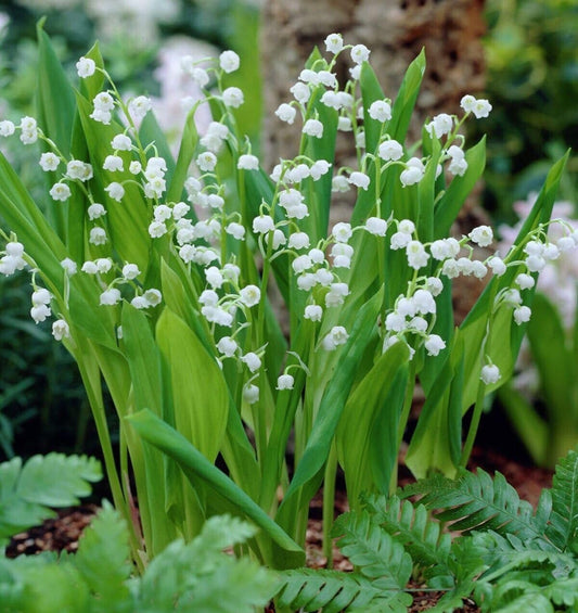 Votaniki White Lily of The Valley - Fragrant, Long Lasting Blooms, Perennial (Convallaria Majalis) Lily of The Valley Bare Root for Planting | Spring Flower, Perfect for Outdoor & Indoor (5 Pack)