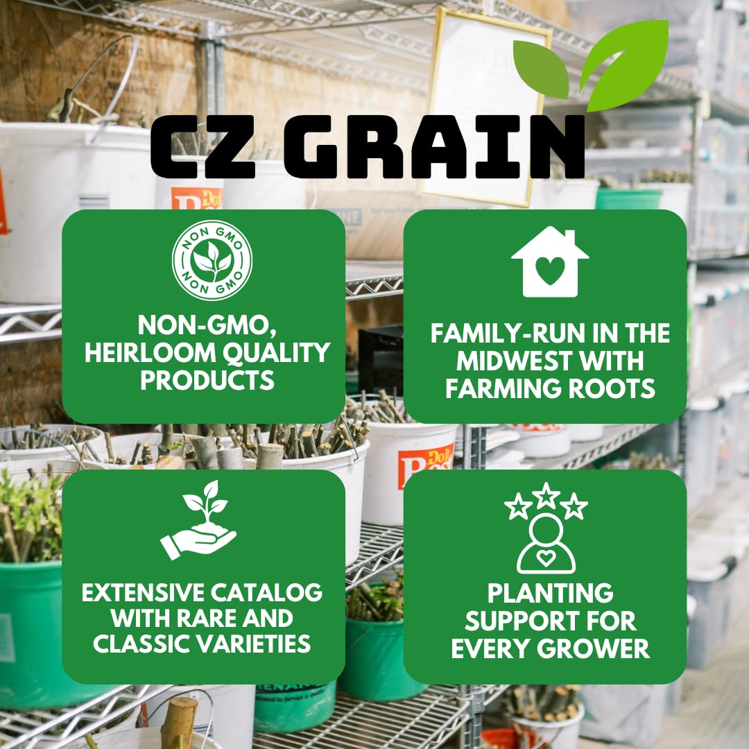 9 Live Grape Vine Seedlings – Concord (Purple), White, and Red Grapes – 3 of Each Variety – Easy to Grow Fruit Plants for Garden, Vineyard, Trellis, or Fence